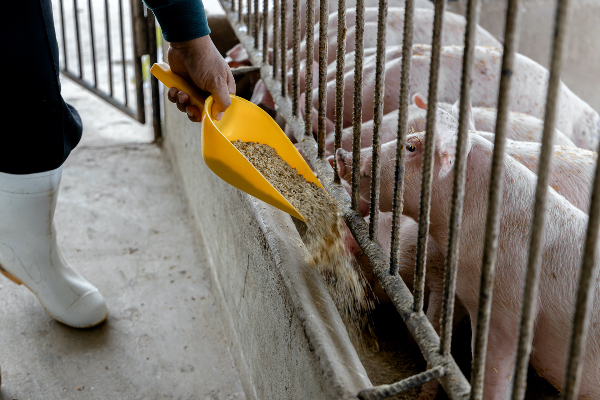 Nutrición animal para cerdos