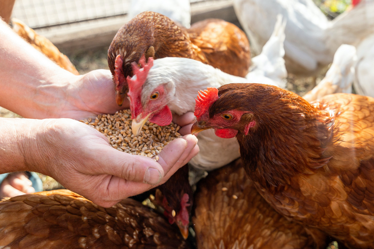 nutricion animal para aves